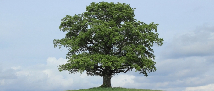 Tree in August